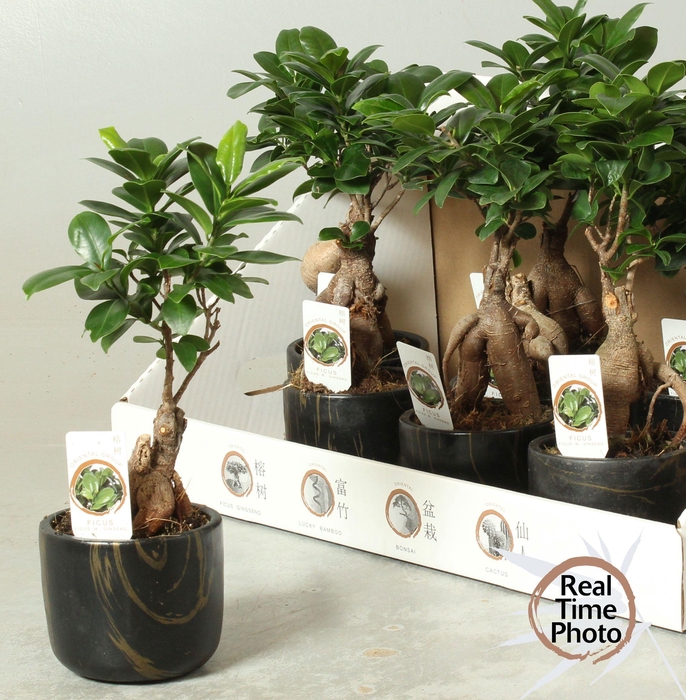 <h4>Fic Mi Ginseng</h4>