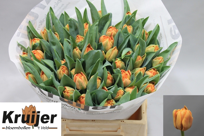 <h4>Tu Du Valdivia</h4>