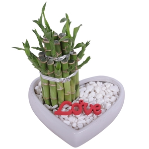 Lucky Bamboo Shape Round 2B in Ceramic Heartshape pot Ø18cm
