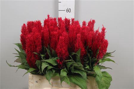 <h4>Cel P Cent Rood</h4>