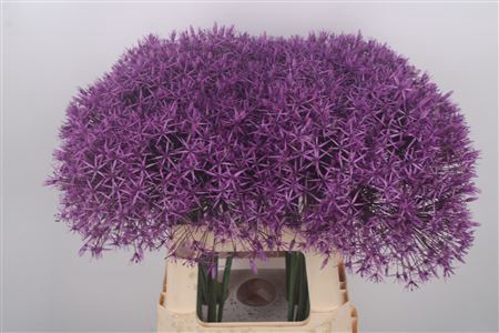 Allium Purple Rain Ex