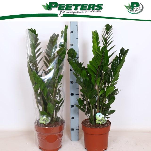 <h4>ZAMIO ZAMIIFOLIA</h4>