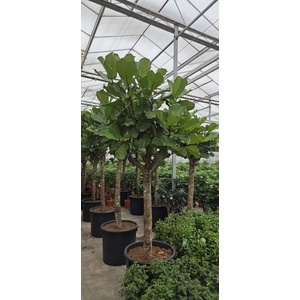 Ficus lyrata