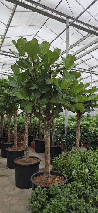 <h4>Ficus lyrata</h4>