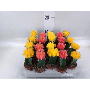 Gymnocalycium mihanov. 'Japan'  mix