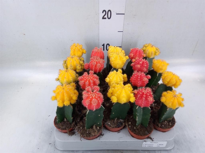 <h4>Gymnocalycium mihanov. 'Japan'  mix</h4>