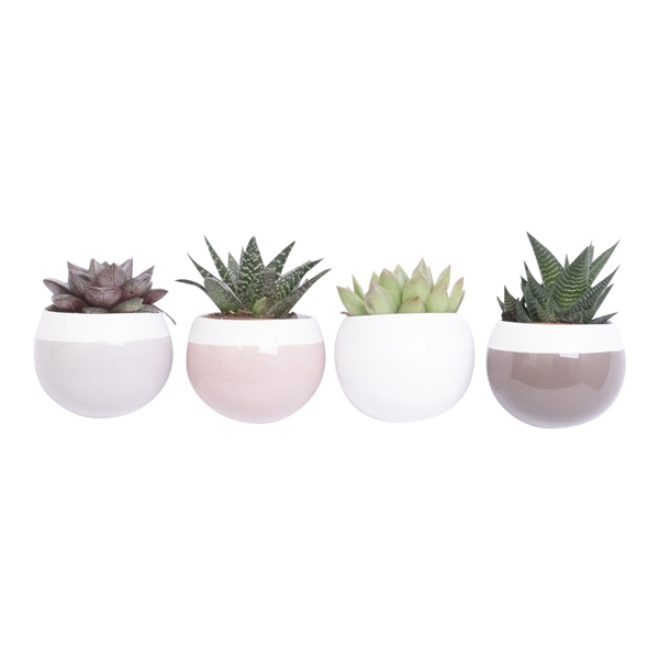 <h4>Magnetized Oslo with Succulent mix</h4>