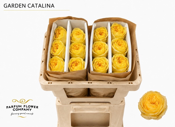 <h4>Rosa Garden Catalina</h4>