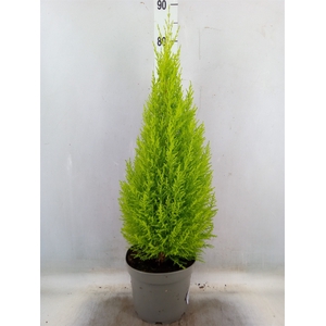 Cupressus macro. 'Goldcrest Wilma'