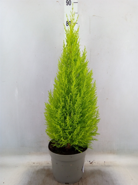 <h4>Cupressus macro. 'Goldcrest Wilma'</h4>
