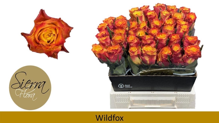 <h4>R Gr Wildfox</h4>