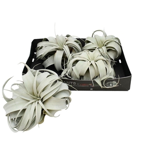 Tillandsia xerographica