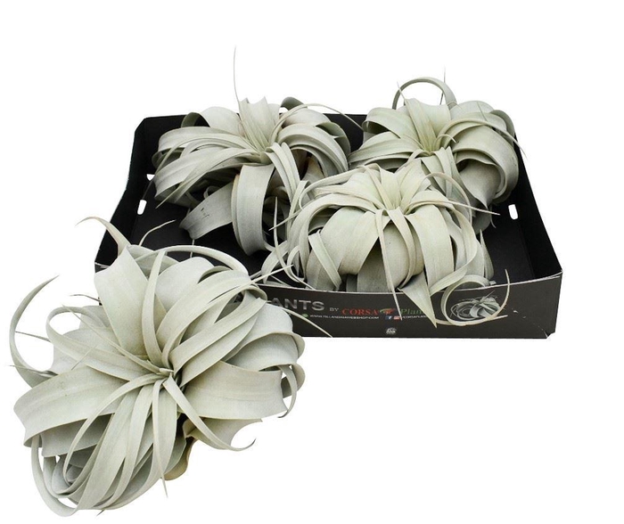 <h4>Tillandsia xerographica</h4>