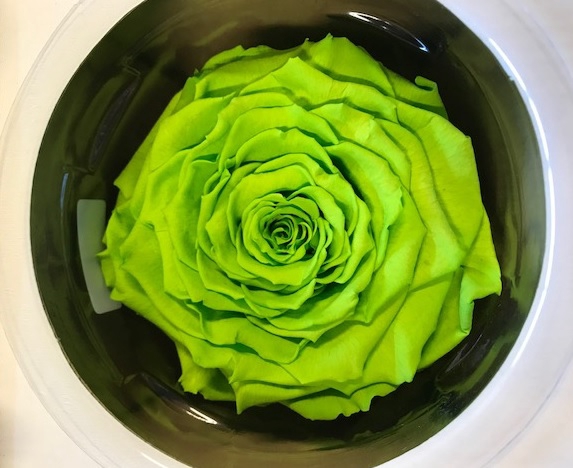 Rose stab. XXL Gre-05