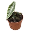Alocasia