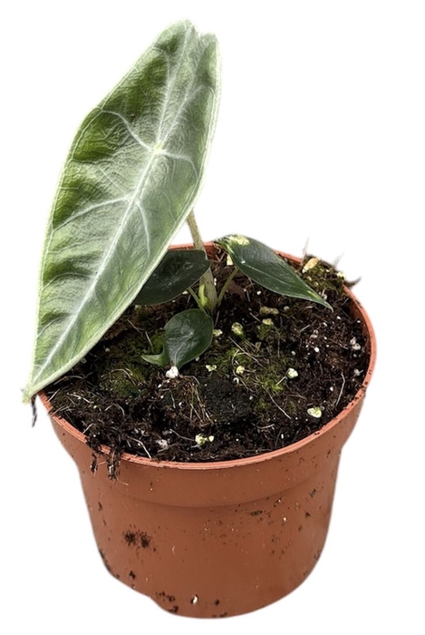 Alocasia