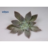 Echeveria Silver Queen Cutflower Wincx-12cm