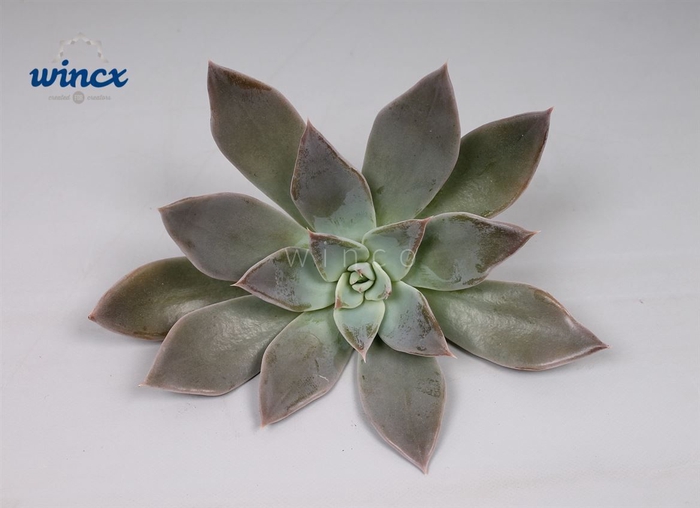 <h4>Echeveria Silver Queen Cutflower Wincx-12cm</h4>