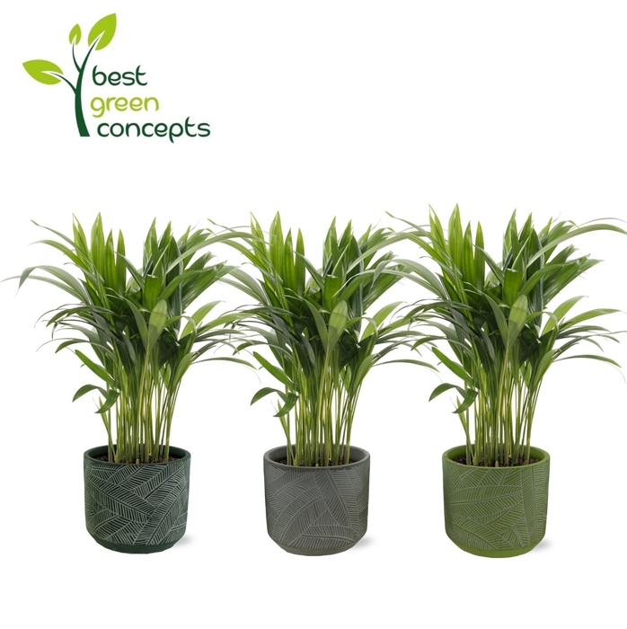 <h4>DYPSIS LUTESCENS</h4>