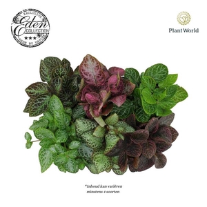 Episcia Mix, 12cm