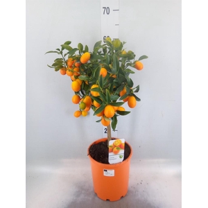 Citrus   ...