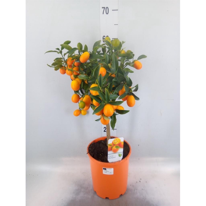 <h4>Citrus   ...</h4>