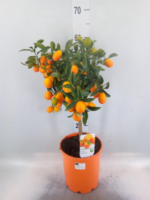 Citrus   ...