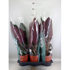 Calathea warscewiczii