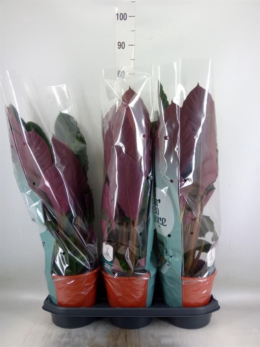 <h4>Calathea warscewiczii</h4>