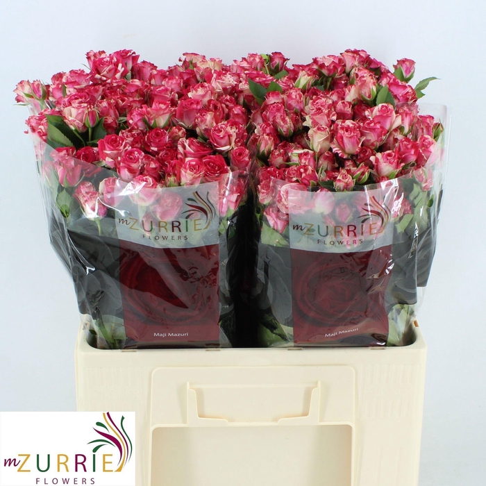 <h4>R TR FIREWORKS</h4>