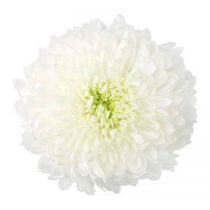 <h4>CHRYSANTHEMUM PL 'MAGNUM'</h4>