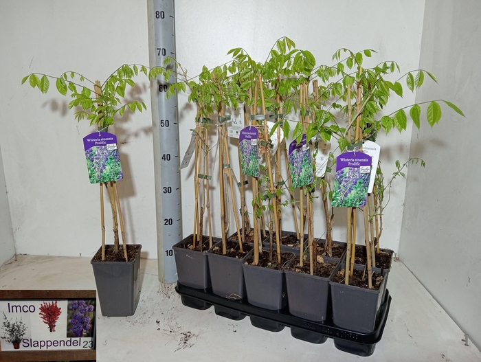 <h4>WIST SIN PROLIFIC</h4>