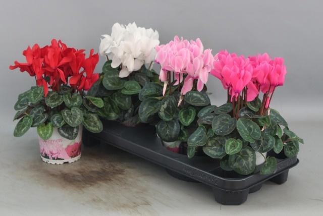 <h4>CYCL GR SUP XL</h4>