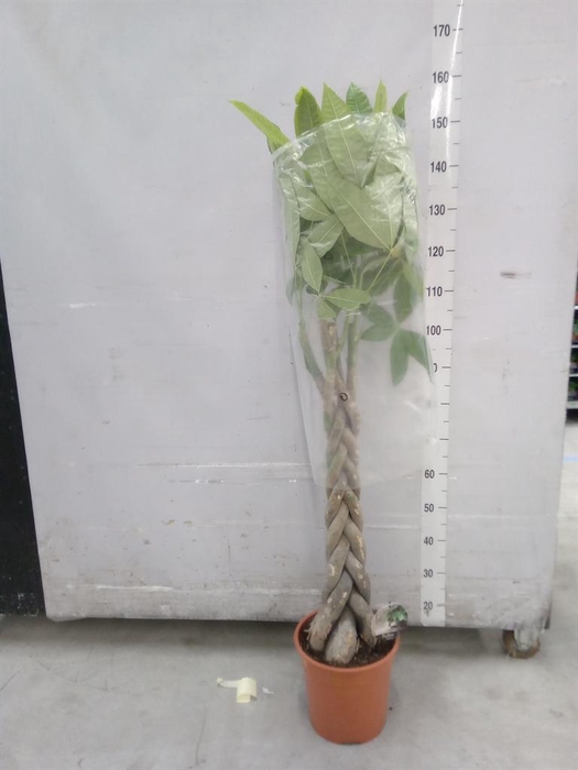 <h4>Pachira aquatica</h4>