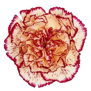 Di St Viana