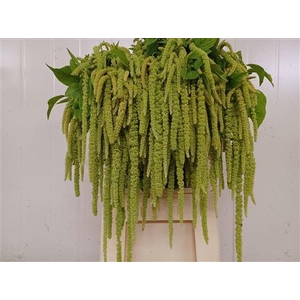 Amaranthus Green Pearls