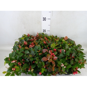 Gaultheria proc.