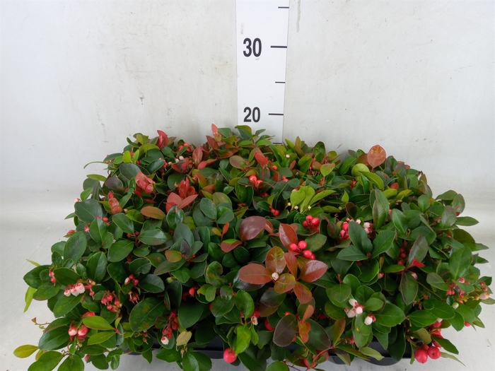 <h4>Gaultheria proc.</h4>