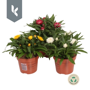 Xerochrysum Bracteatum mix in de tray ( 3 Kleuren ) (kopie)