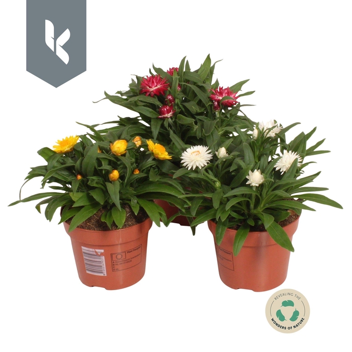 <h4>Xerochrysum Bracteatum mix in de tray ( 3 Kleuren )</h4>
