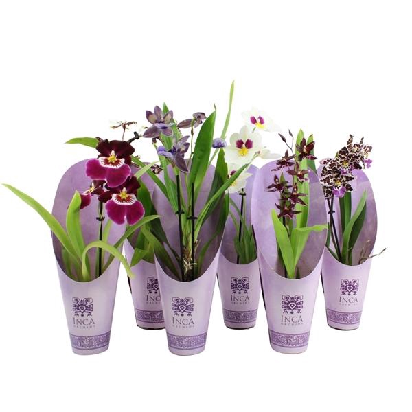 <h4>Inca Orchid Purple Pleasure mix 1 spike incl. cascade 9cm in luxury cover</h4>