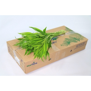 Dracaena Sanderiana Gold