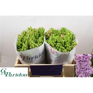 Hyac Splend Cornelia