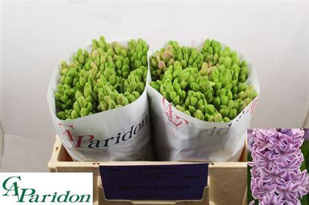 <h4>Hyac Splend Cornelia</h4>