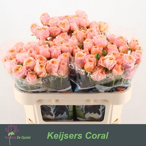 R TR KEIJSERS CORAL