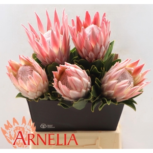 PROTEA CYNAROIDES