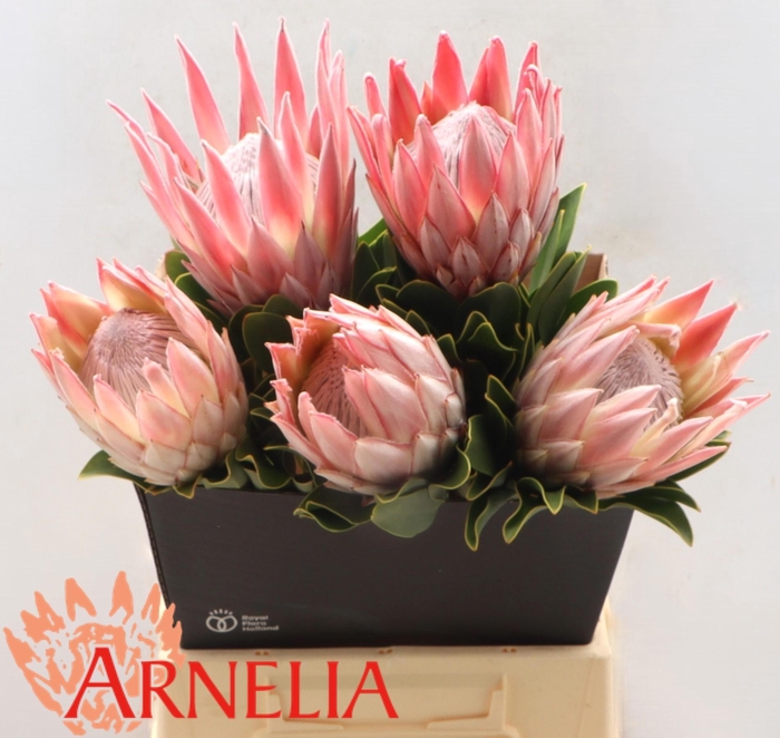 <h4>PROTEA CYNAROIDES</h4>