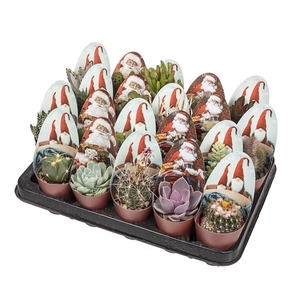 MIX CACTUS AND SUCCULENT Ø 6.5 WITH CHRISTMAS ROUNDED POTCOVER - ELFO - TRAY 20 PCS