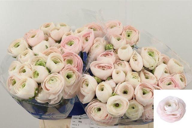 <h4>RAN SU HANOI</h4>