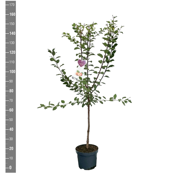 <h4>Prunus d. Aprimira struik</h4>